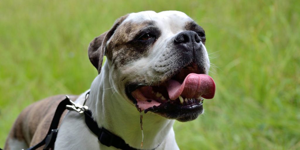 Un uomo ucciso da un bulldog