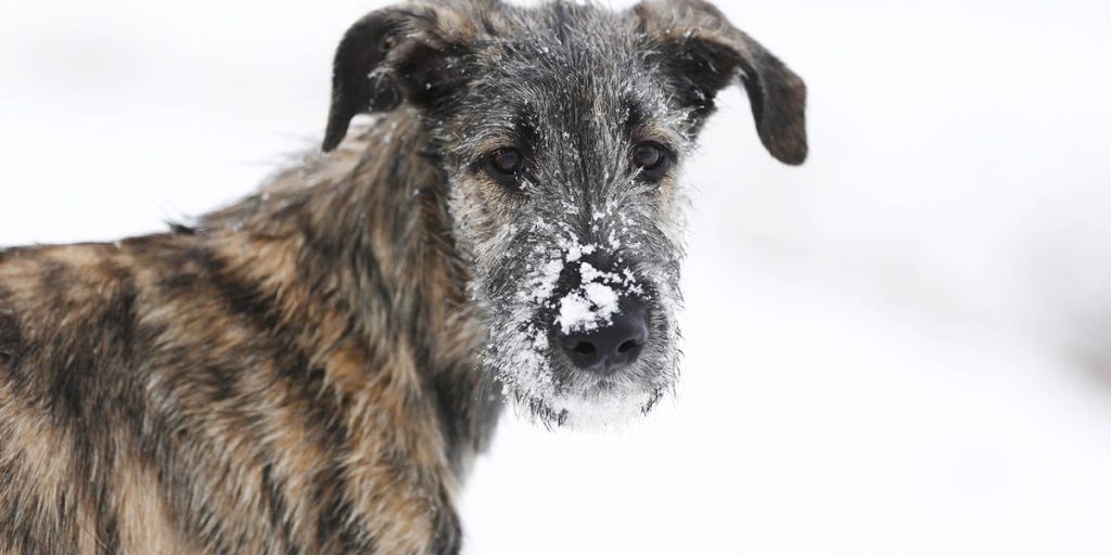 Come proteggere il tuo cane dal freddo: segnali di allarme e consigli pratici