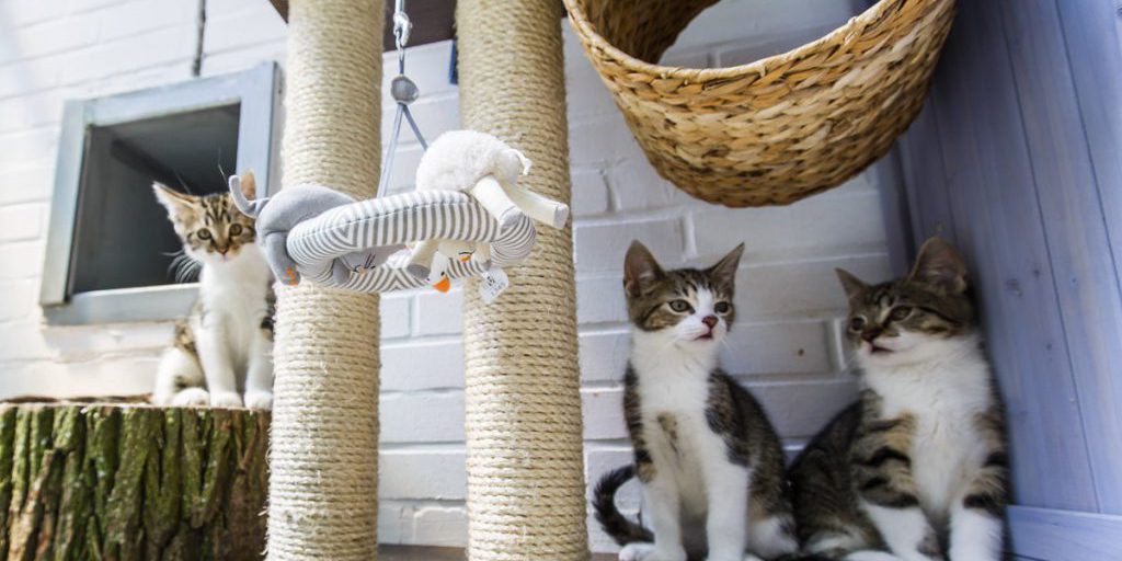 Tierheim-Mitarbeiter betreten Katzenstation in NRW – sie schlagen direkt Alarm!