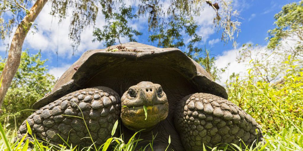 Gramma, l'animale più amato del Zoo di San Diego, muore a 140 anni