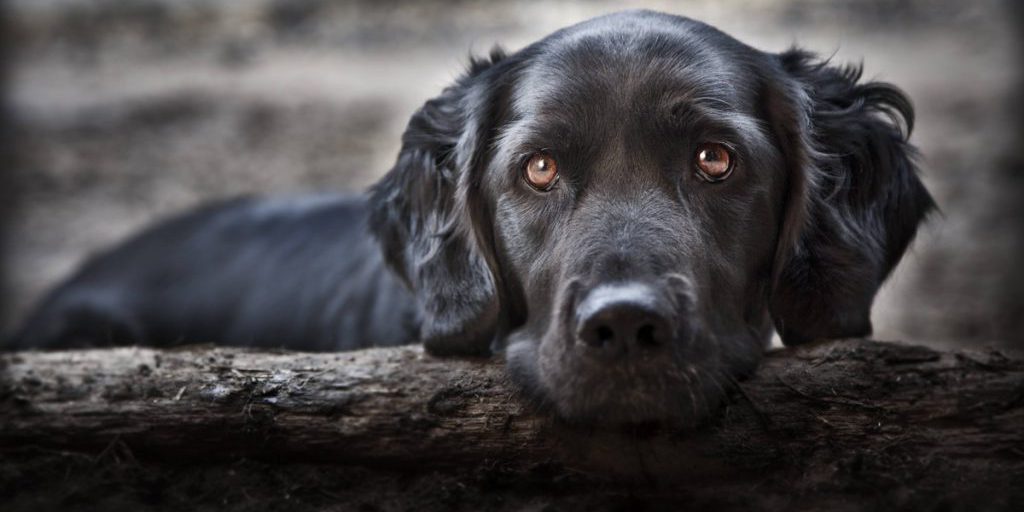 Bambino di quattro anni trovato morto nella foresta, cane Labrador vivo accanto al corpo