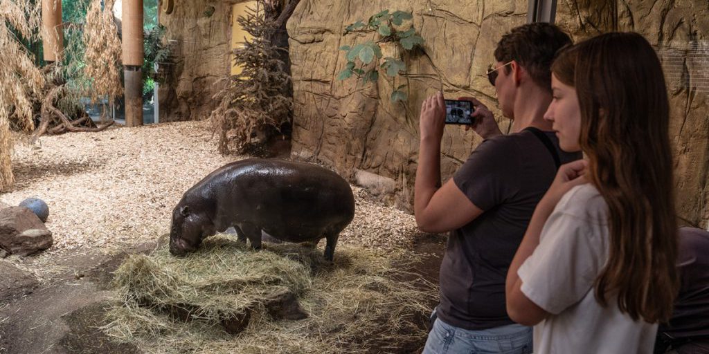Zoo Duisburg avvia nuova fase di lavori: cosa cambia per i visitatori
