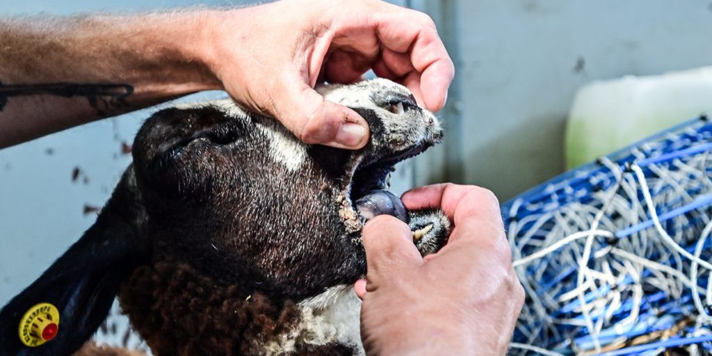 Aumento dei casi di malattia virale negli animali in una città della NRW: avviso dell'ufficio veterinario