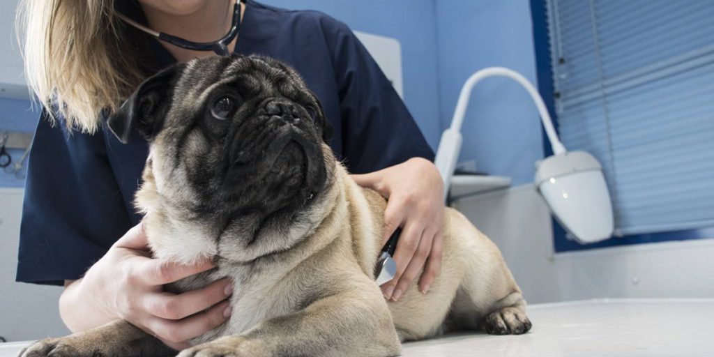 Trattamenti per Cani: Come Scegliere il Migliore per la Salute del Tuo Animale