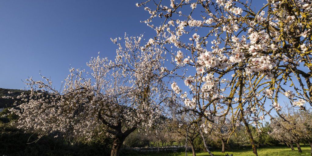 Mallorca ruft! Warum sich die ruhigste Zeit des Jahres für Urlauber besonders lohnt