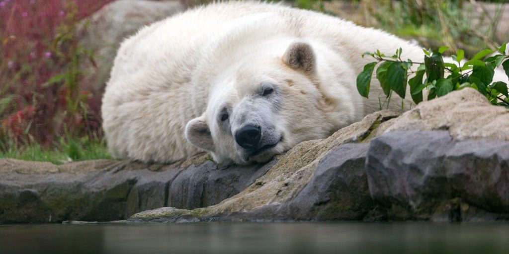 Kurz vor dem traurigen Abschied aus dem Zoom Gelsenkirchen – es passiert mitten im Eisbär-Gehege