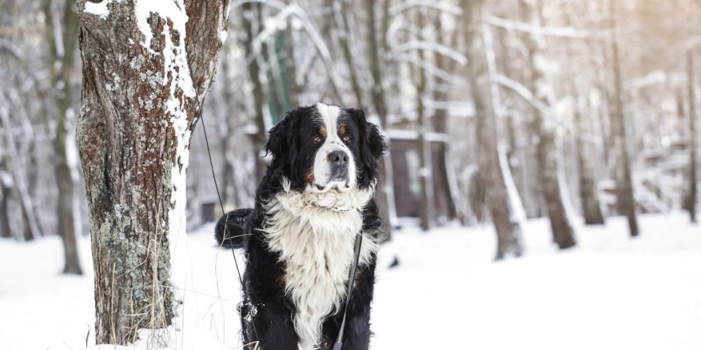 Cane anziano e cieco abbandonato in freddo in North Rhine-Westphalia