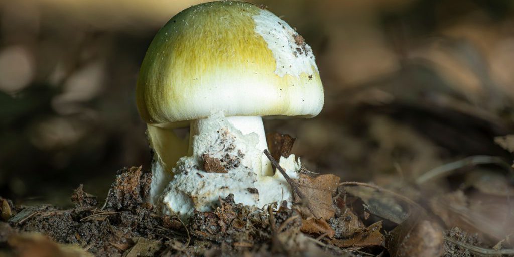 NRW-Bürger machen es im Herbst immer wieder – Uniklinik Essen warnt vor Lebensgefahr