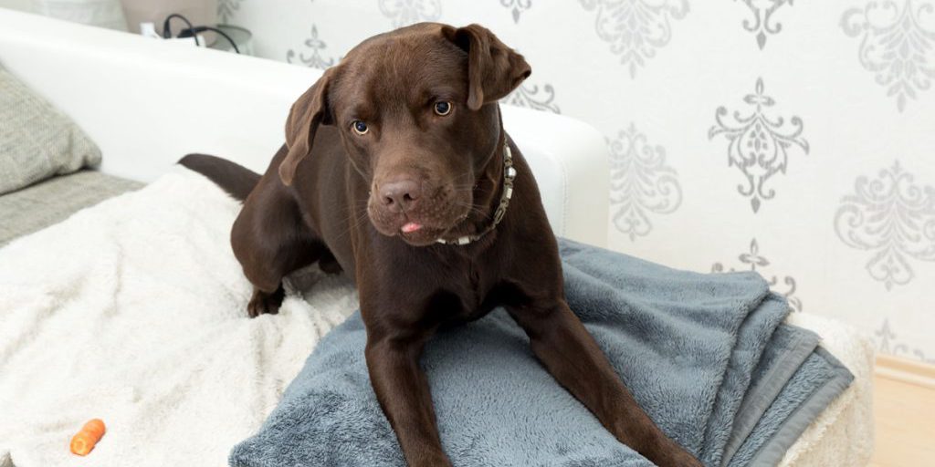 Frau geht immer wieder mit bissigem Hund in NRW spazieren – nach drei Jahren passiert es