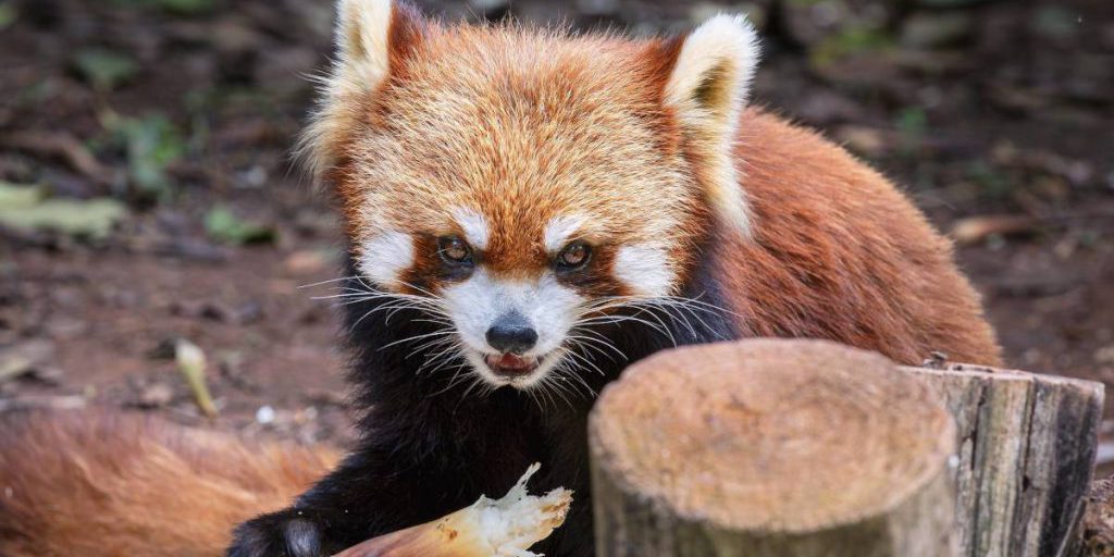 Zoo Dortmund zeigt süßes Tierfoto – sofort werden dramatische Erinnerungen wach