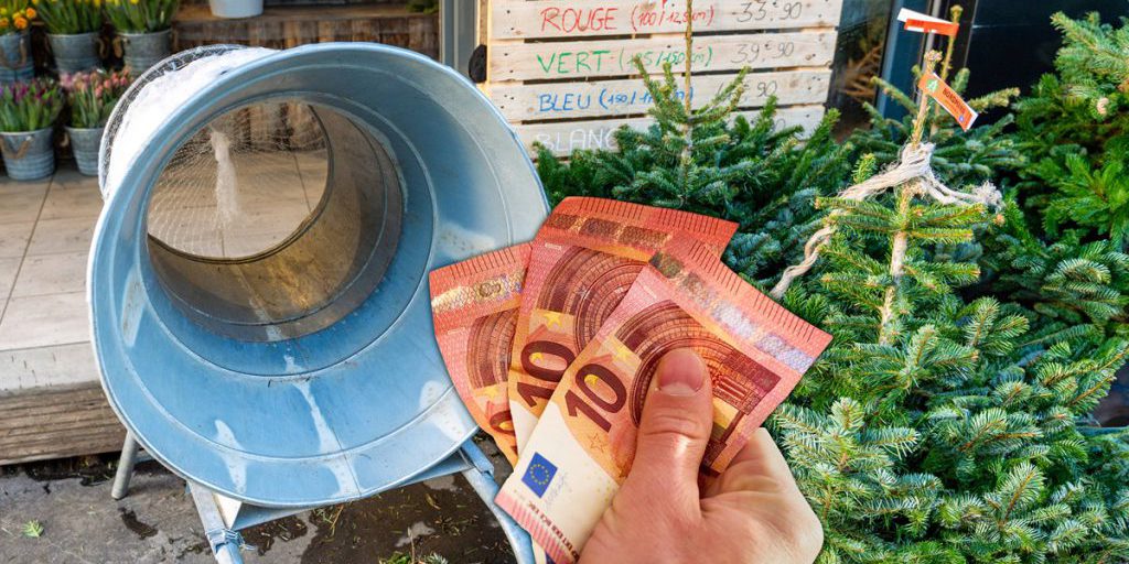 Aumento dei Prezzi degli Alberi di Natale: Gli Eventi Meteorologici Estremi Incidono sulla Produzione e sui Prezzi delle Festività