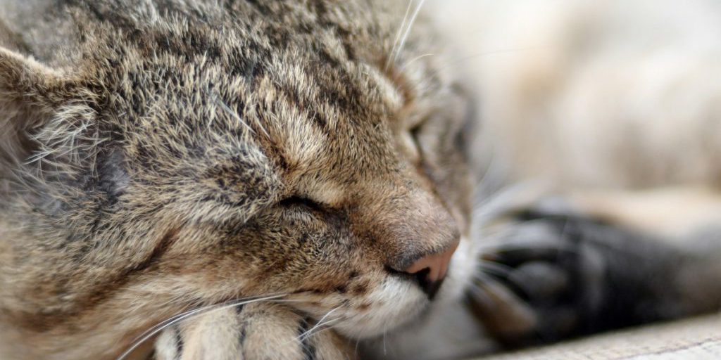 Tierheim in NRW ist mit den Nerven am Ende – die Lage spitzt sich immer weiter zu
