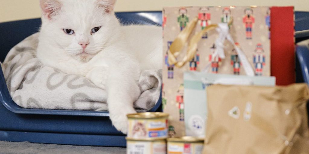 Pacchetto misterioso trovato sul parcheggio del rifugio di Siegen: contenuto descritto come triste