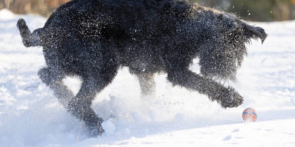 Cosa i proprietari di cani devono sapere per proteggere i loro animali in inverno