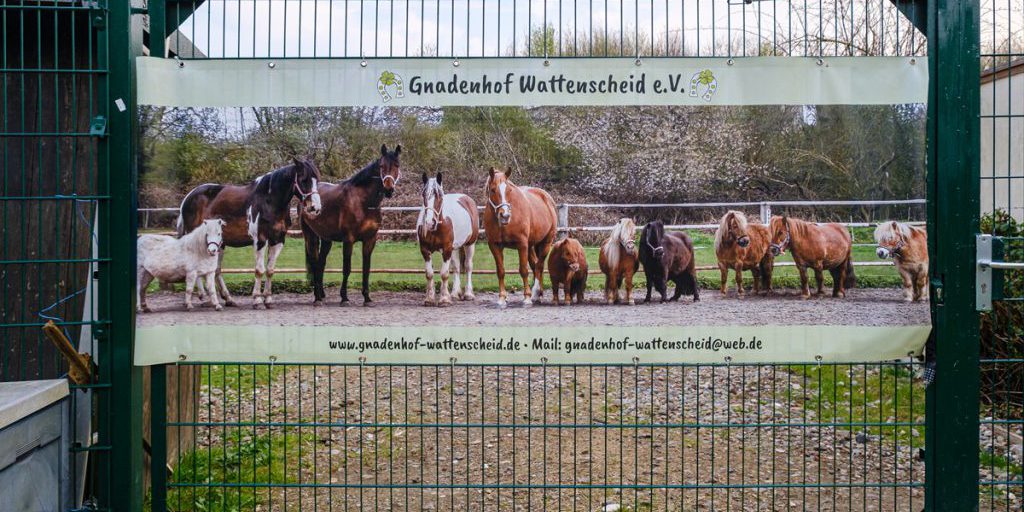 Gnadenhof Wattenscheid cerca nuova sede per continuare le attività di accoglienza animale