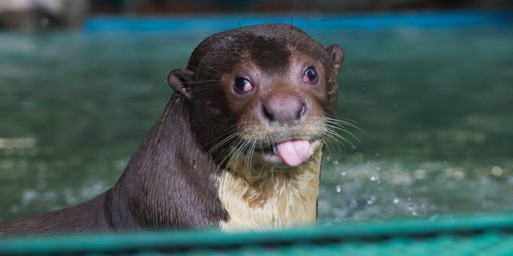 Vigili del fuoco intervenuti al Zoo di Münster: motivo dell'emergenza non divulgato
