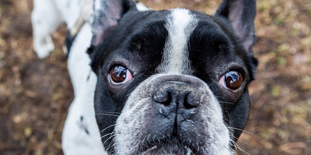 Hund in NRW hat sein Zuhause verloren – Tier-Asyl teilt herzzerreißendes Foto
