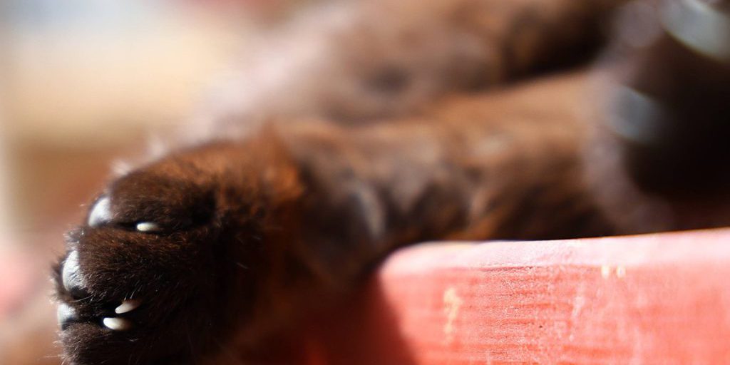 Roxi, gatta di Duisburg, muore in rifugio dopo lunga malattia