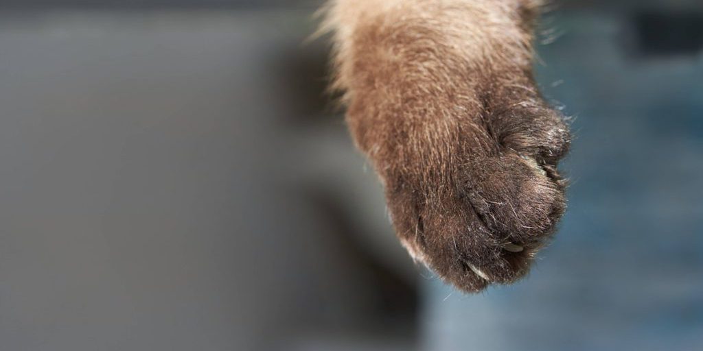 Gruppo di assistenza per gatti di Duisburg in crisi: appello urgente per aiuto