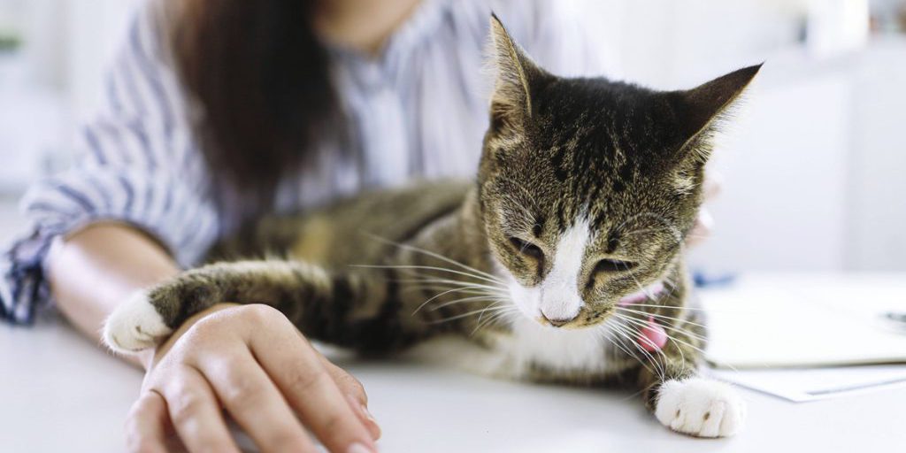 Tierschutzverein in NRW rettet Katze – beim Blick ins Maul ist das Übel klar