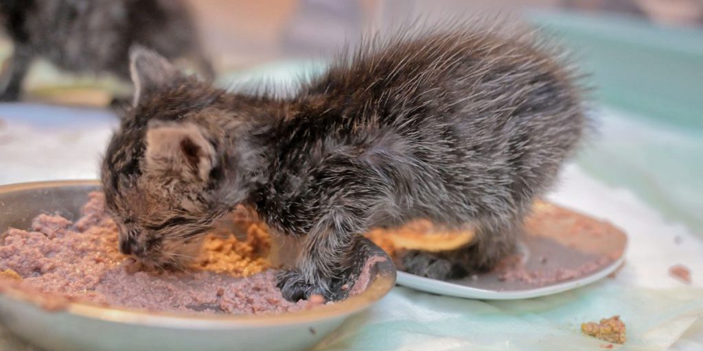 Katzen-Baby landet in NRW-Tierheim – Blick in seine Augen lässt verzweifeln