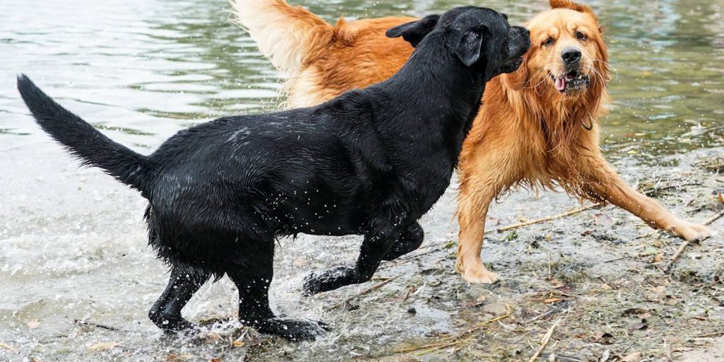 Tödliche Gefahr für Hunde im Ruhrgebiet – HIER musst du extrem aufpassen