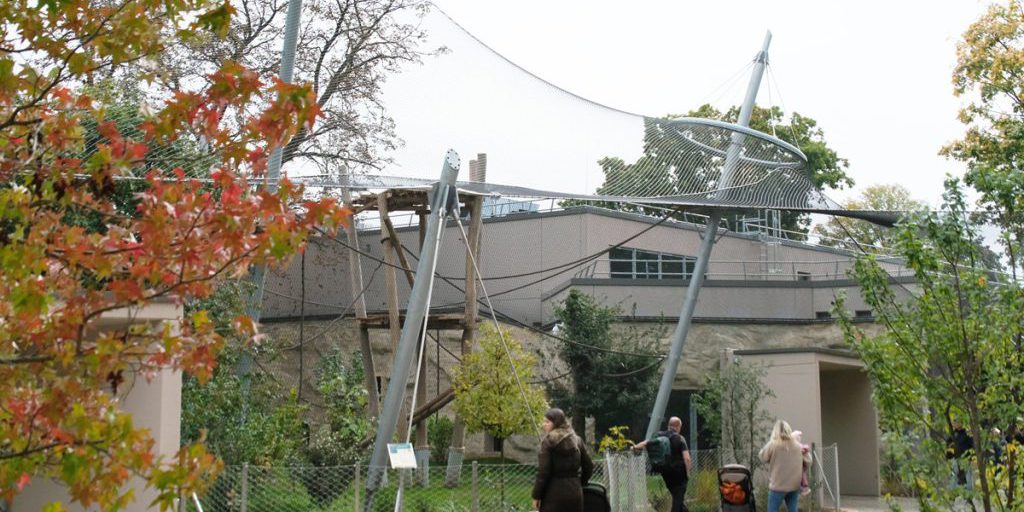 Schimpansen dürfen erstmals in neues Krefelder Affengehege – kurz darauf ist es klar