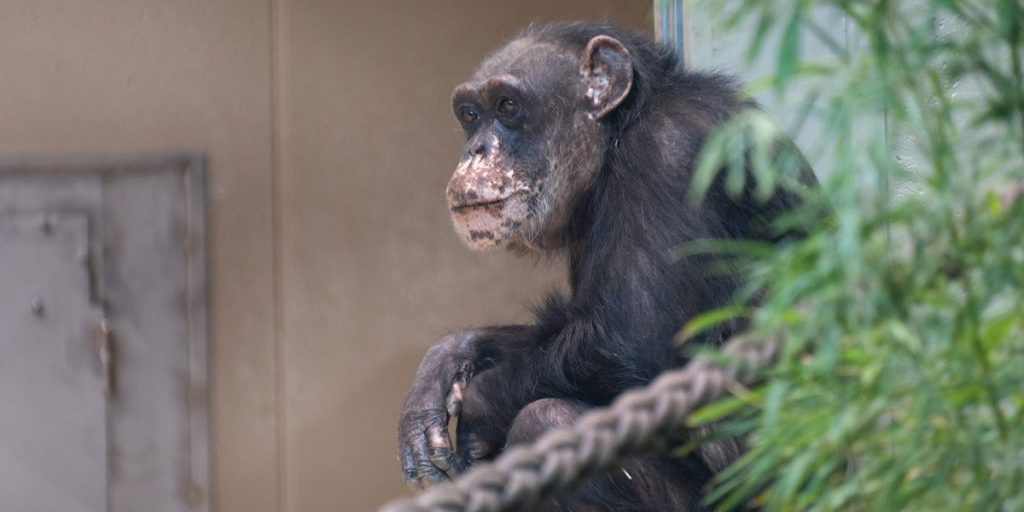 Nuovo scimpanzé introdotto allo Zoo di Krefeld: primo incontro tra gli animali