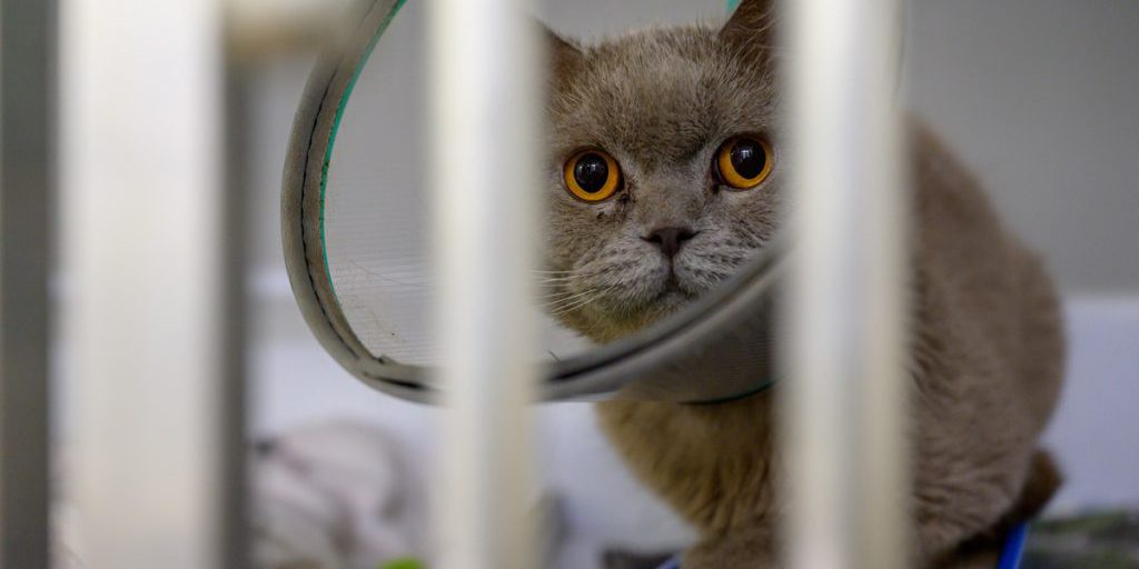 Gatta gravemente ferita arriva al rifugio di NRW: personale in preoccupazione e chiama aiuto