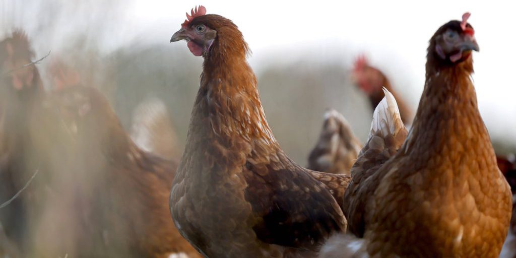 Epidemia di Vogelgrippe nella Renania Settentrionale-Vestfalia: 18.500 Animali Eliminati per Contenere la Diffusione della Malattia