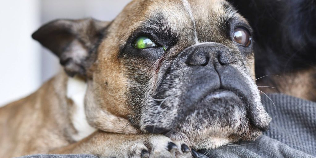 Cane e cucciolo finiti in rifugio NRW dopo operazione di emergenza: proprietario sospettato di abbandono