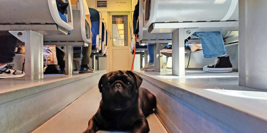 Quasi 300 euro di multa per una donna di Colonia che viaggiava con il cane su Deutsche Bahn