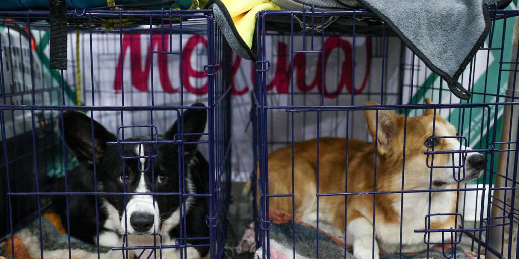 UE propone norme più severe per la tutela di cani e gatti