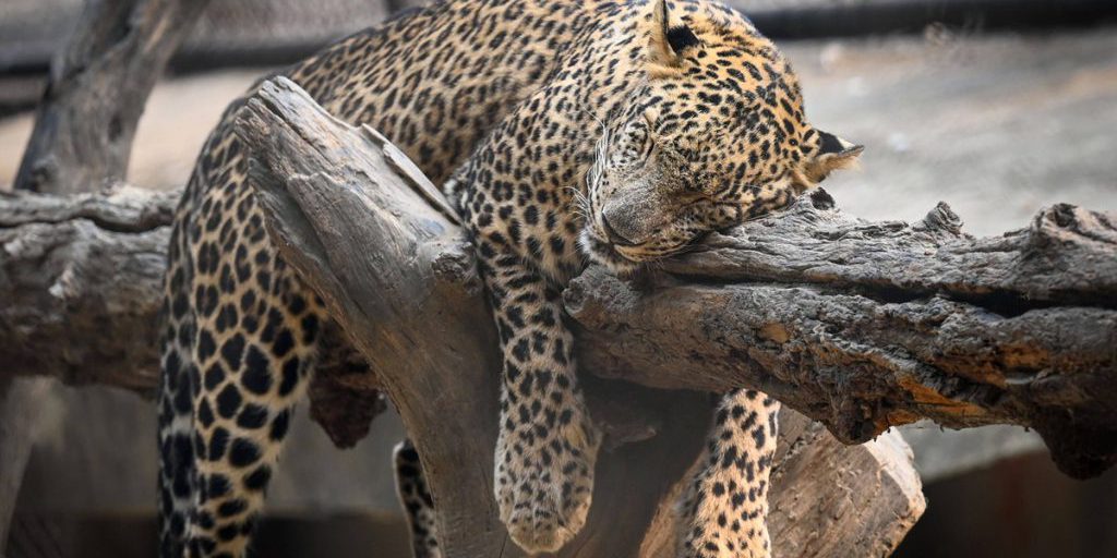 Due animali carnivori uccisi con sedazione al parco zoologico di Wuppertal: i visitatori perderanno la possibilità di vedere la stessa specie