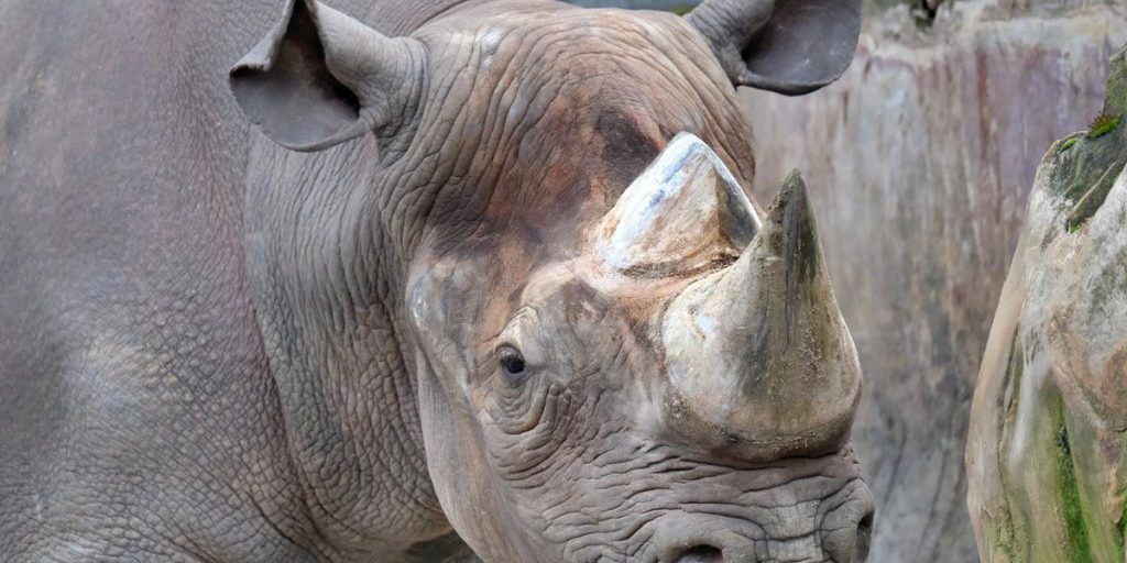 Nuovo cucciolo al Zoo di Krefeld: i visitatori non potranno vederlo