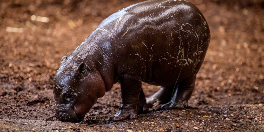 Mini-ippopotamo al Zoo di Duisburg: tre settimane dopo la nascita, i progressi sono evidenti