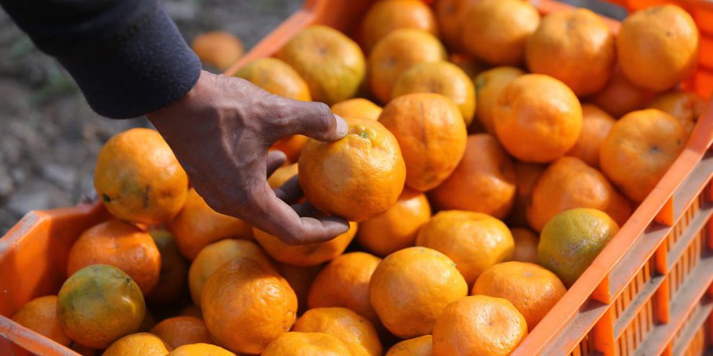 Un bicchiere di succo d'arancia al mattino: più gioia per i clienti di Edeka e Lidl