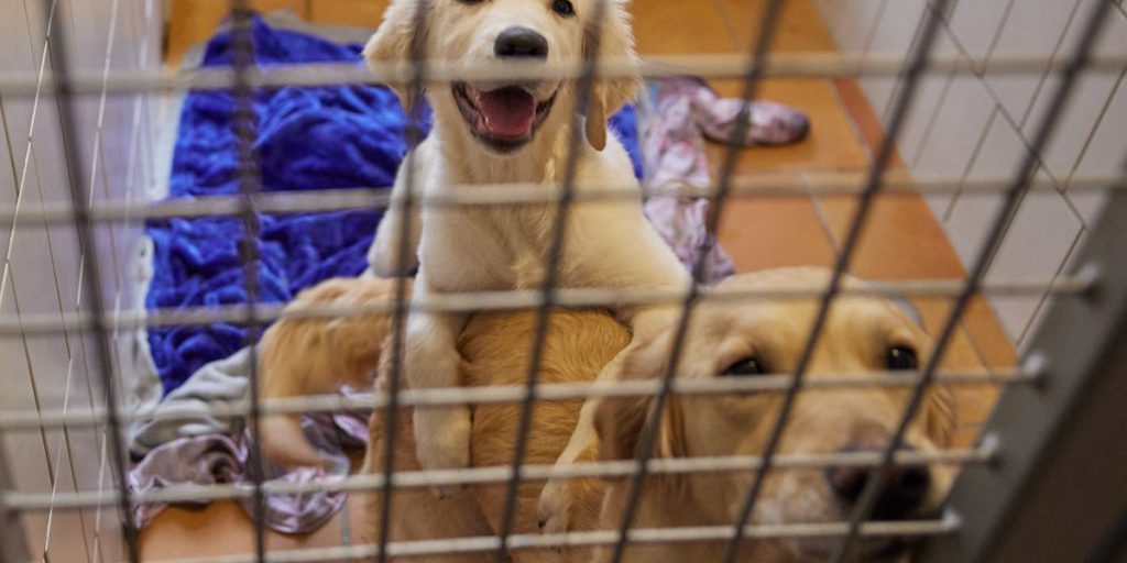 Rifugio per animali di Wesel riceve messaggio urgente: cosa è arrivato davanti alla porta?