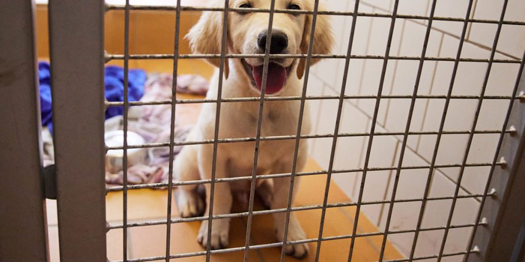 Cucciolo abbandonato davanti a Netto nel Ruhrgebiet: rifugio cerca risposte