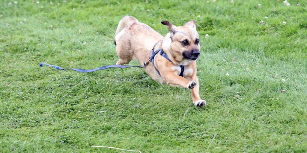 Donna di Gelsenkirchen chiede aiuto per trovare un luogo dove tenere il suo cane
