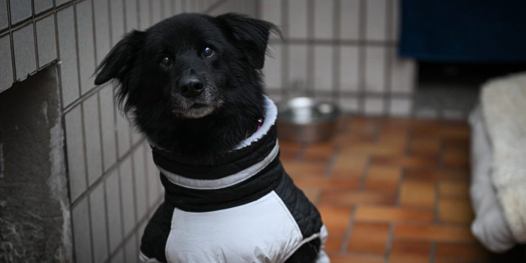 Fibi, cane in difficoltà: il rifugio di Copenaghen non trova nuovo proprietario