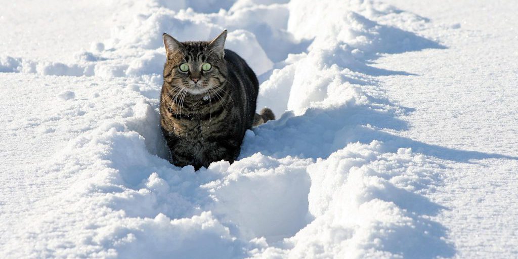 Gatti in inverno: come proteggere il tuo animale dal gelo e dalle trappole del giardino