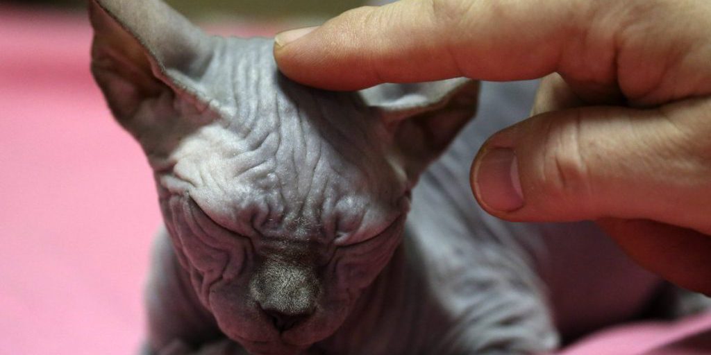 Tierheim in NRW: Katze Kli fliegt zu Hause raus – bei ihrem Anblick haben viele einen schlimmen Verdacht