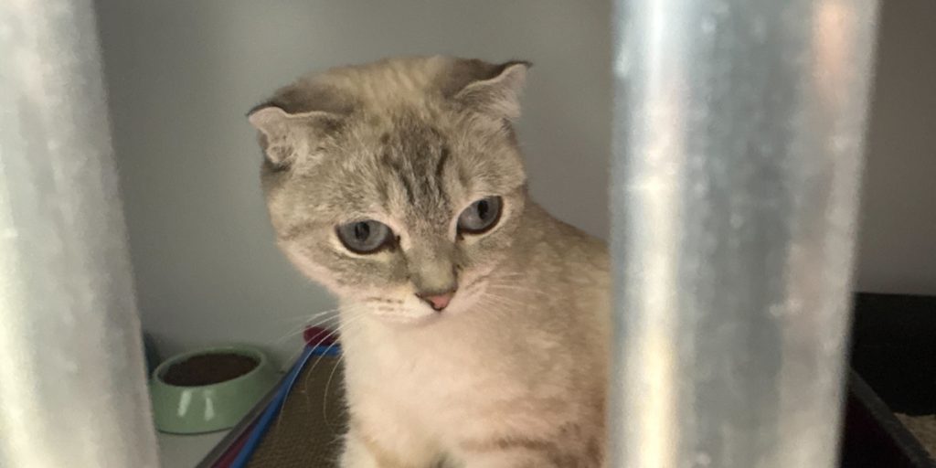 Gatti Abbandonati nel Rifugio di Essen: Una Storia di Dramma e Negligenza