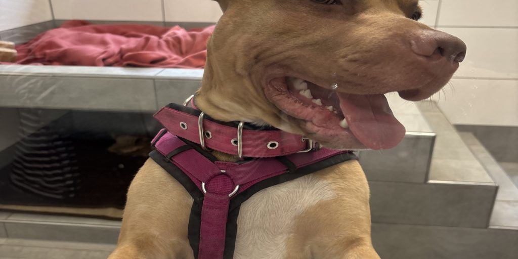 Cane di Essen Passato da Cinque Proprietari: Una Storia di Instabilità e Abbandono