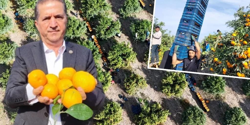 Sciopero dei lavoratori agricoli a Adana causa danni ai mandarini e riduzione dei prezzi