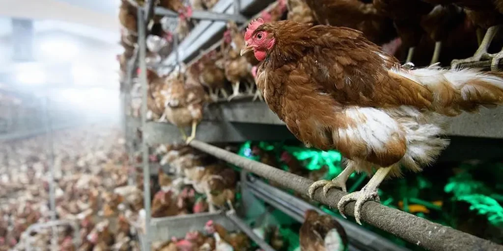 Misure urgenti in Spagna contro l'influenza aviaria: animali da cortile in aree chiuse per proteggere la salute pubblica