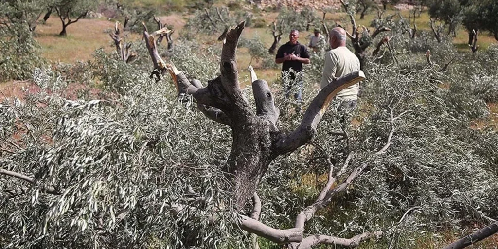 Attacchi militari israeliani distruggono oltre 8.000 alberi di oliva nella Cisgiordania, danni stimati in 7 milioni di dollari