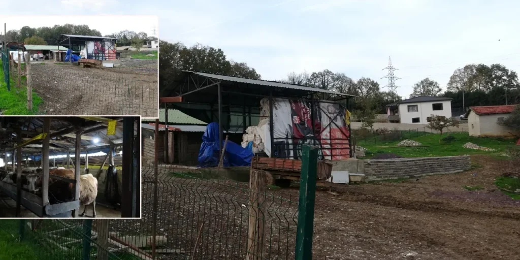 Istanbul: 21 quartieri in quarantena a causa della malattia “şap”