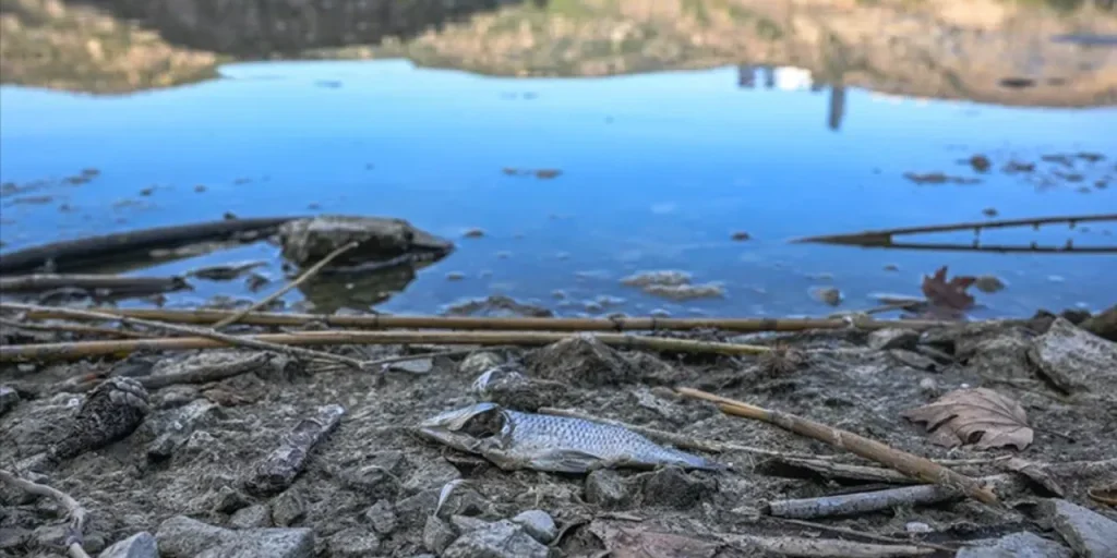 Morti di pesci nel lago di Arnavutköy a causa dell’inquinamento da fertilizzanti agricoli